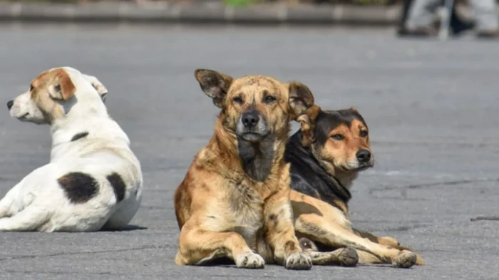 Mas de 30 perros envenenados en Tepic, Nayarit: NO HABRÁ IMPUNIDAD