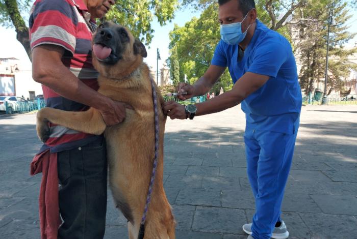 Más de 300 mil mascotas protegidas contra la rabia durante 2025: SSM