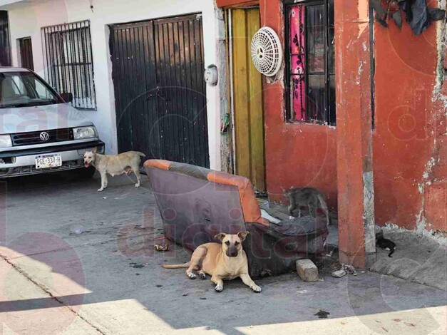 Más de 40 animales en condiciones precarias, denuncian vecinos de colonia Eduardo Ruíz