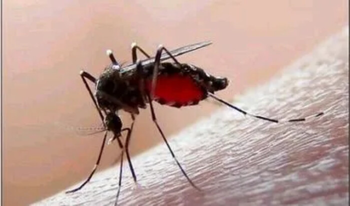 Más de 750 casos de dengue se reportan en Michoacán; una defunción