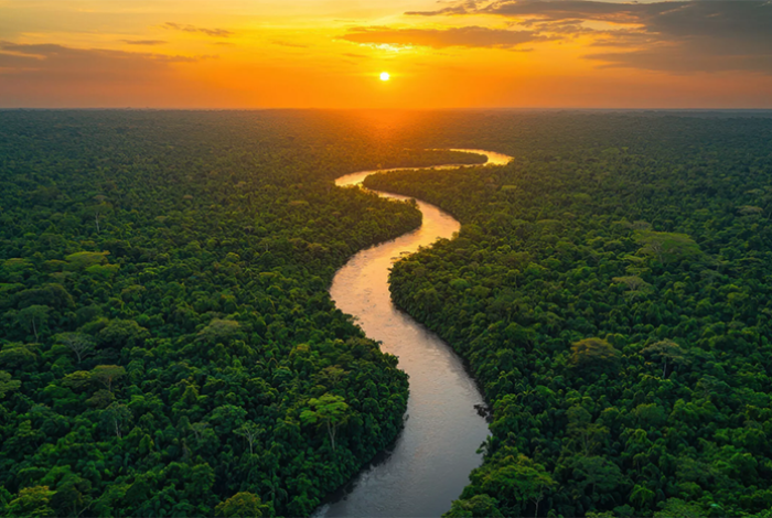 Más de la mitad de los bosques se concentra en solo 5 países; modelo agroalimentario los devora
