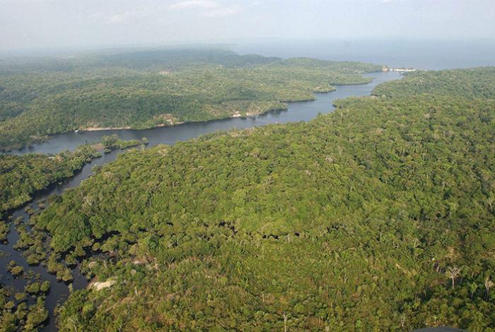 Más de mil animales rescatados y 233 detenidos, en operación Madre Tierra VIII de la Interpol en LatAm