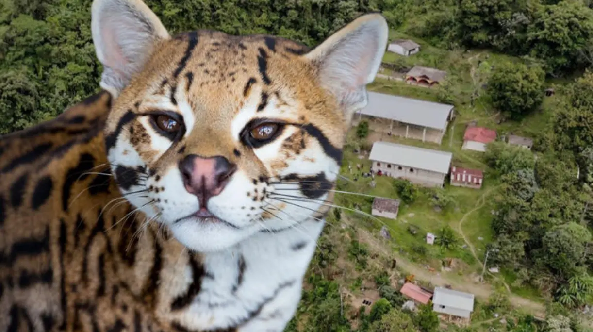Matan a balazos a ocelote en Puebla; especie se encuentra en peligro de extinción
