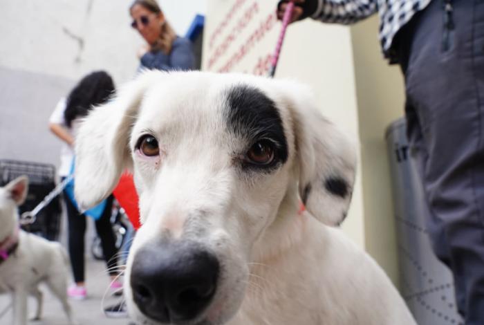 Mecanismos alternativos de justicia, fuera del alcance de responsables de crueldad en contra de los animales 