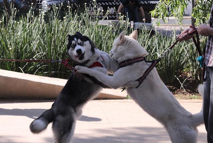 Mercado de alimentos para mascotas en México alcanzaría 3,600 millones de dólares en 2025