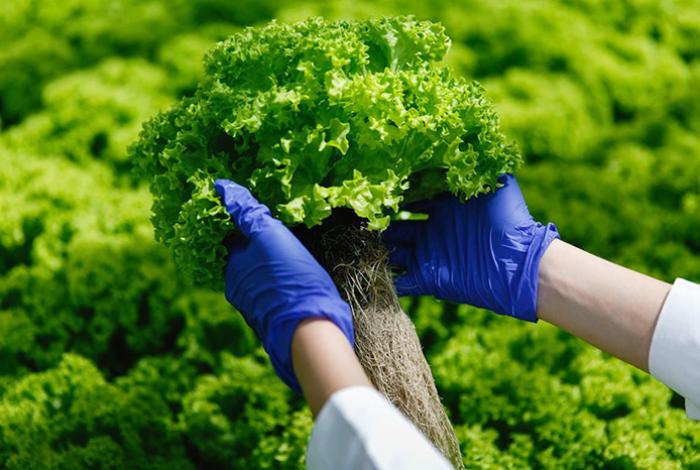 México abre estudio epidemiológico en lechuga tras brote de ciclosporiasis en EE.UU.