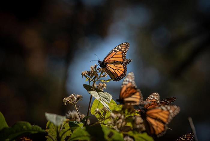 México alberga 12 % de las especies del planeta, pero degradación amenaza riqueza natural