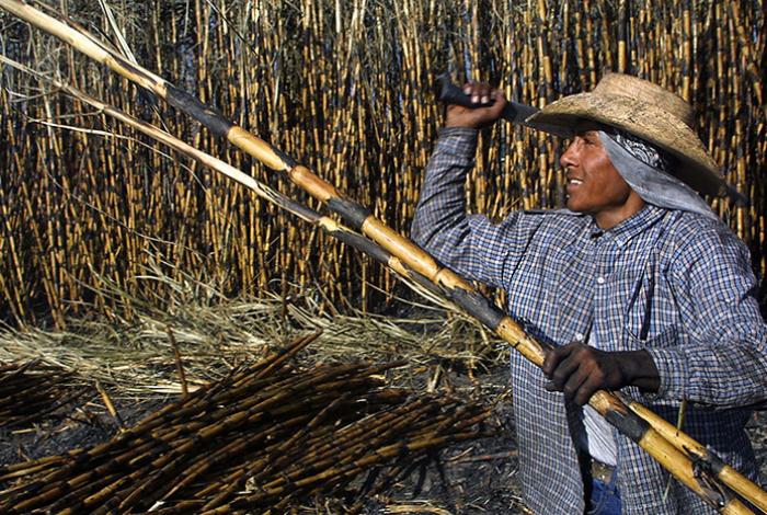 México ampliará sus exportaciones de azúcar a EEUU tras un aumento del 512 % en la demanda