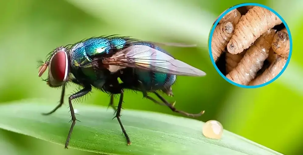 México confirma seis casos de miasis humana por gusano barrenador