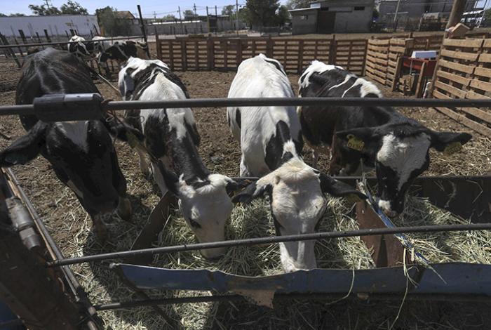 México, EUA y Centroamérica unen esfuerzos para combatir el gusano barrenador