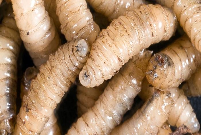 México ha interceptado 32 cargamentos de ganado con gusano barrenador desde noviembre