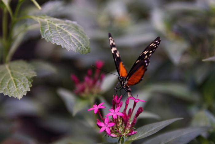 México pone en marcha sistema de rastreo de mariposa monarca para estudiar desplazamiento