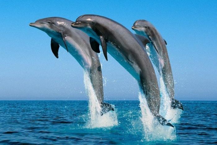 México prohíbe el uso de delfines y mamíferos marinos en espectáculos públicos