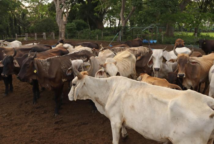 México refuerza acciones contra gusano barrenador y apoya dispersión de moscas desde EUA