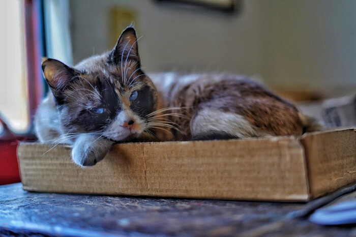 Michifesteja este 8 de agosto el Día Internacional del Gato