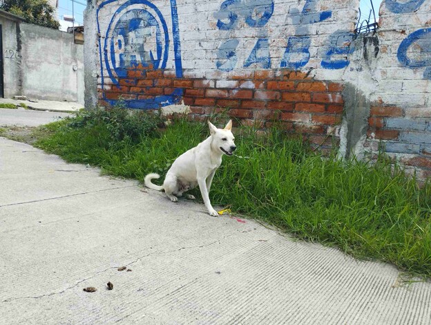 Michis y caninos en situación de calle sufren por temporada de lluvias