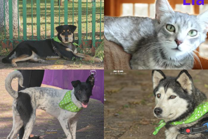 Michis y lomitos entrevistarán a sus futuros humanos en feria de adopción en Morelia