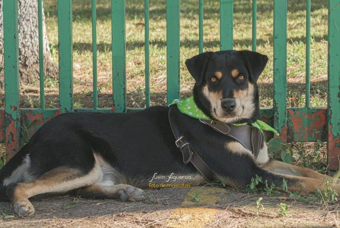 🐯🐕‍🦺Michis y lomitos entrevistarán a sus futuros humanos en feria de adopción de Rescatistas Independientes.🐕🐱