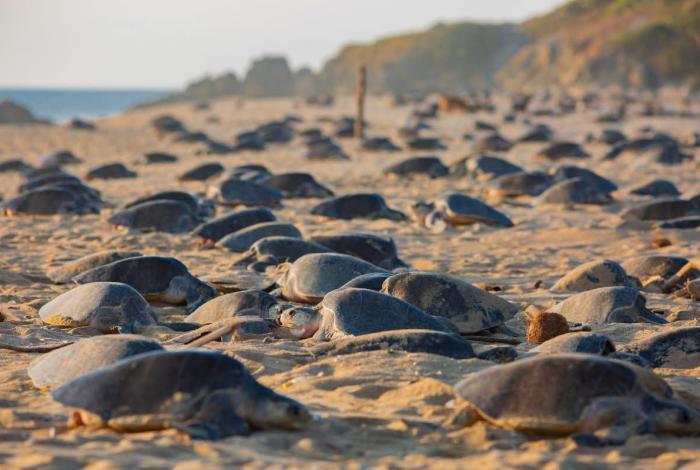 Michoacán, destino donde tres especies de tortuga marina eligen la vida 🐢