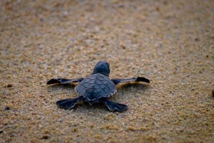 Michoacán, el hogar que eligen tres especies de tortugas marinas para dar vida