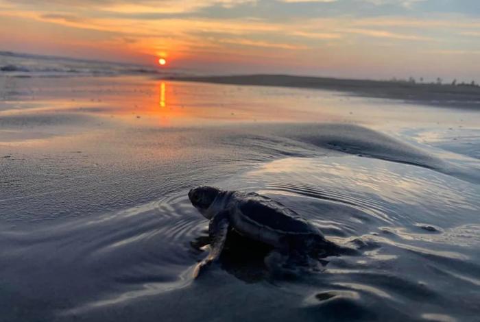 Michoacán, hogar de la tortuga marina; arranca temporada de protección y conservación