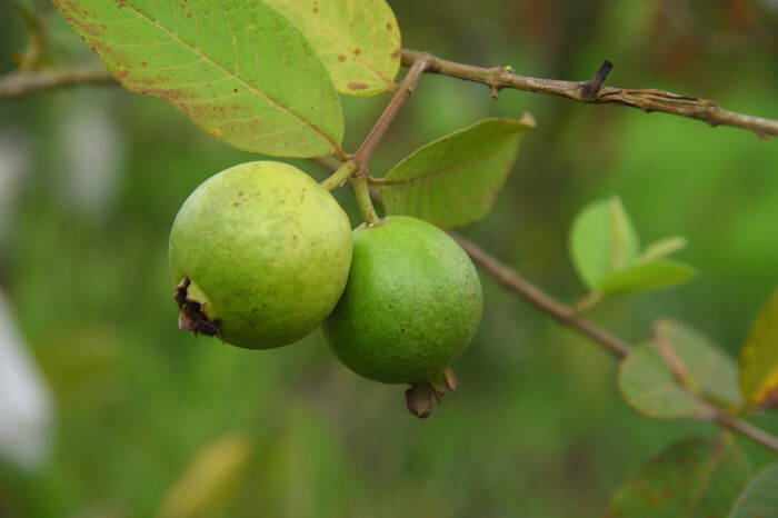 Michoacán lidera la producción de guayaba en México, pero necesita certificación para exportar directamente