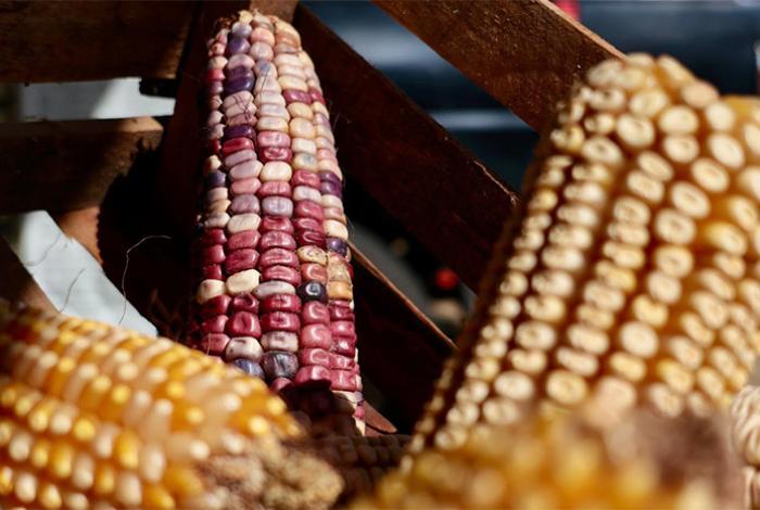 Michoacán liderará el programa piloto nacional para la producción sustentable de maíz