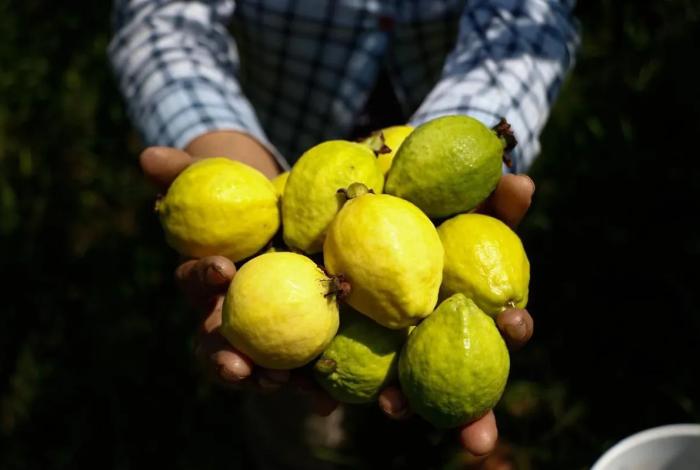 Michoacán, primer lugar nacional en producción de guayaba: Sader