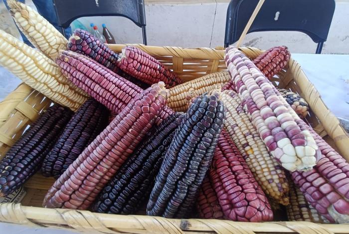 Michoacán publica mecánica operativa del apoyo complementario al precio del maíz