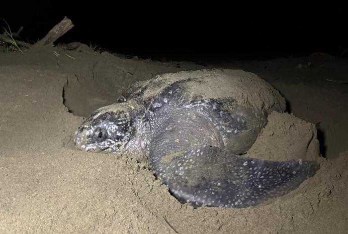 Michoacán se consolida como santuario de la tortuga laúd; van 100 nidos protegidos