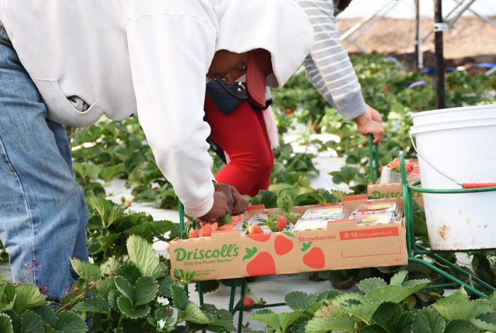 Michoacán se reafirma como líder agroexportador; registró 1,289 mdd en el tercer trimestre: Sedeco