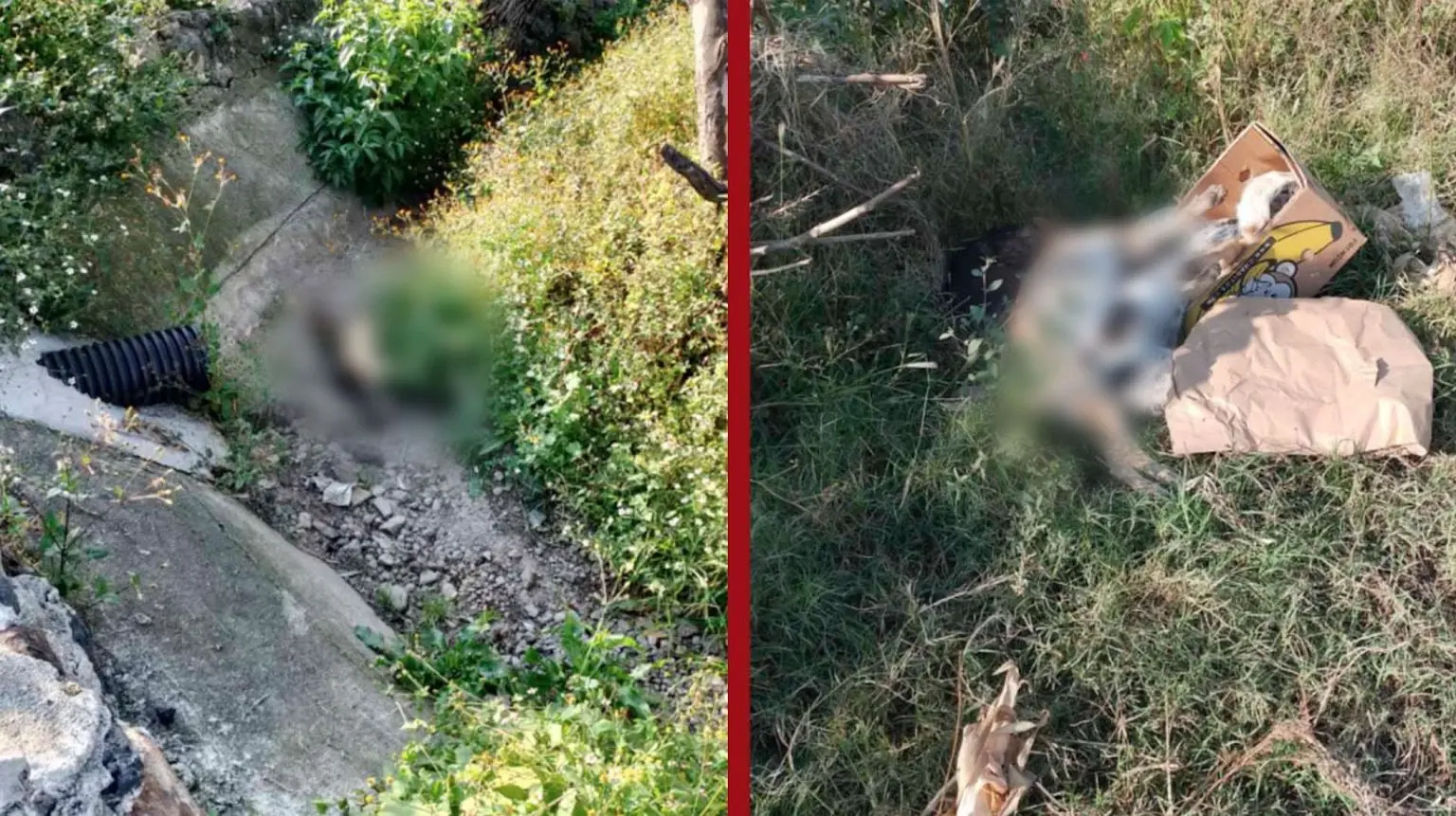 Michoacán vive el año más cruel contra los perros