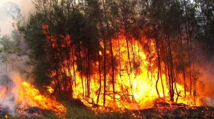 Mil 470 hectáreas afectadas por incendios en lo que va del año: Cofom