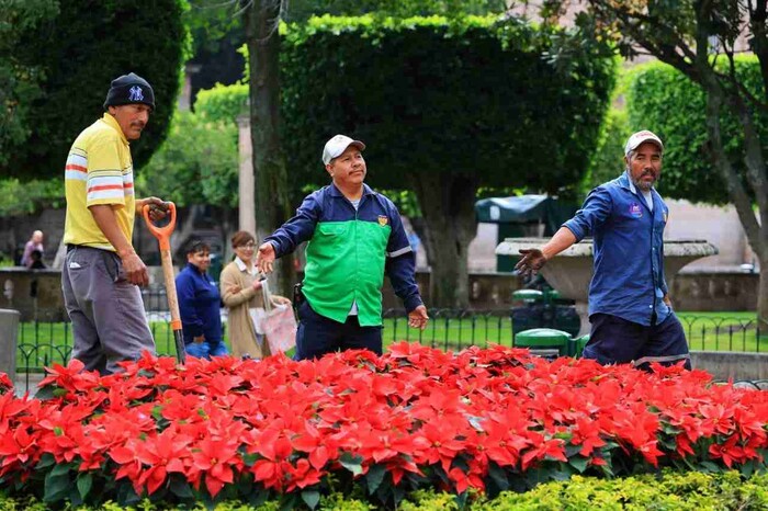 Miles de nochebuenas comienzan a decorar Morelia para época decembrina