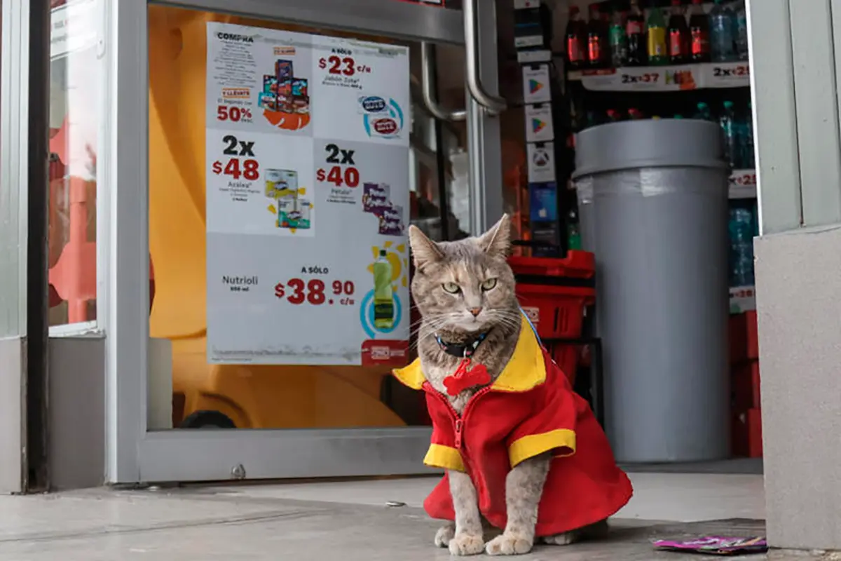 “Minina”, la gatita que conquistó corazones en una tienda de Puebla
