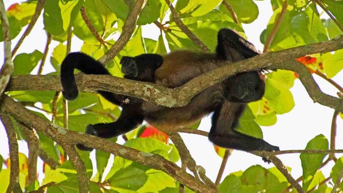 Monos aulladores caen muertos de los árboles por el calor en Tabasco y Chiapas