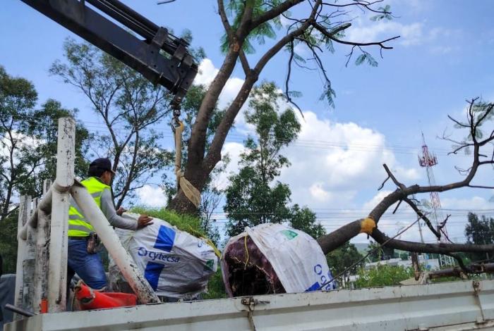Morebús fortalece la compensación ambiental con la replantación de árboles