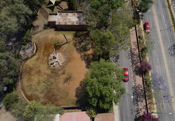 #Morelia | ¡Emergencia! Animales del Zoo de Morelia en peligro por agua contaminada vertida por el OOAPAS, acusa director del Zoológico