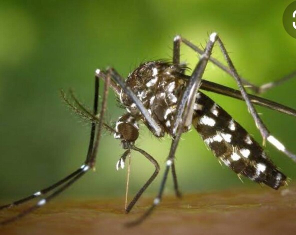 Morelia, sin casos de dengue