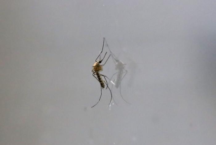 Morelia, sin casos de dengue 