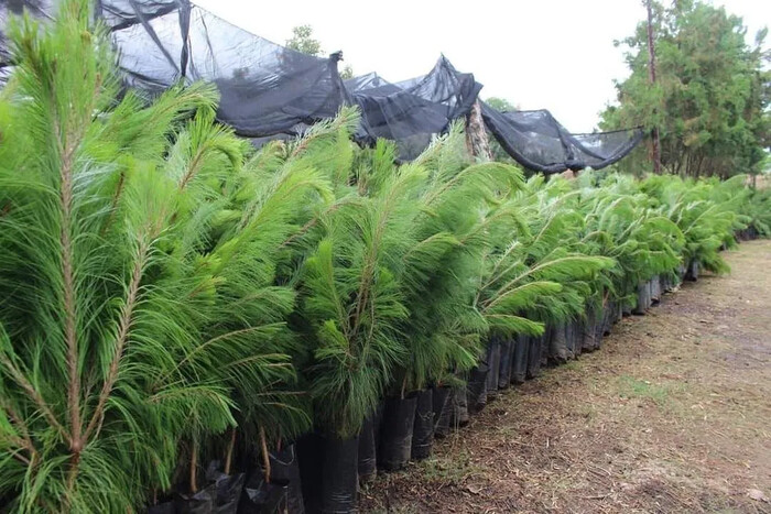 Morelianos podrán solicitar árboles al Ayuntamiento para reforestar zona urbana