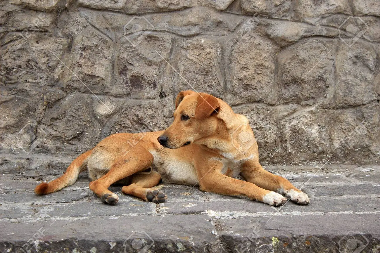 Motociclista muere atropellado pero su perro permanece junto al cuerpo hasta el final