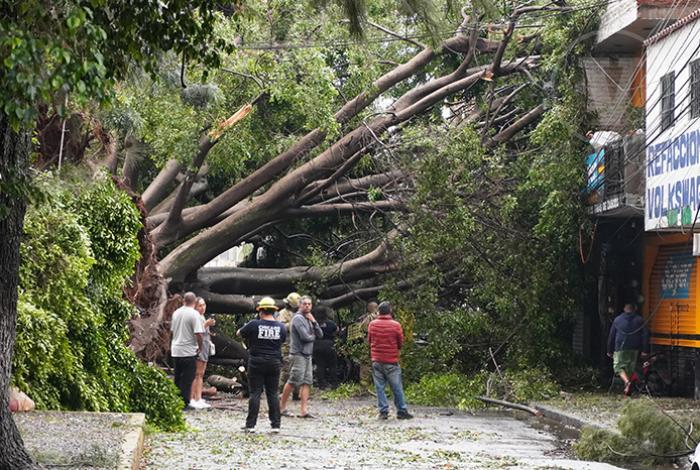 Motociclista repartidor muere aplastado por enorme árbol en Zamora
