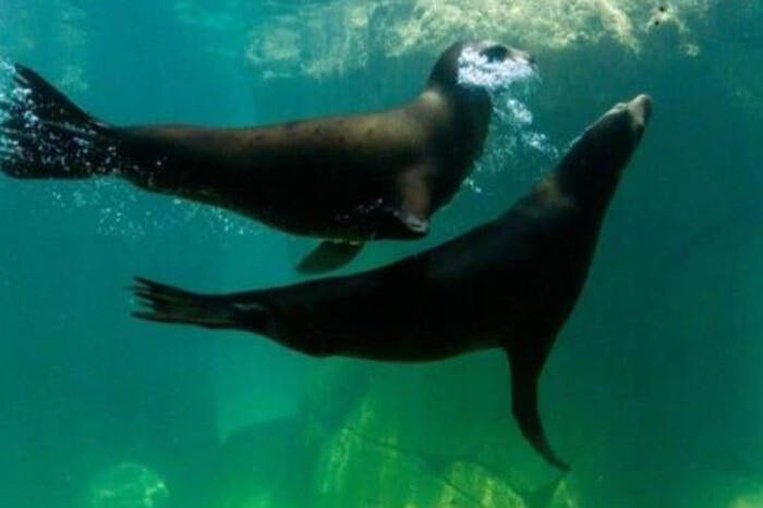 Muere hombre tras caer a estanque de lobos marinos en Zoológico de Chapultepec