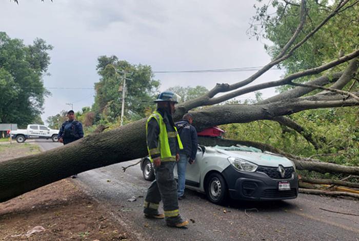 Muere un joven tras caer un árbol sobre el vehículo que tripulaba, en Villa Jiménez