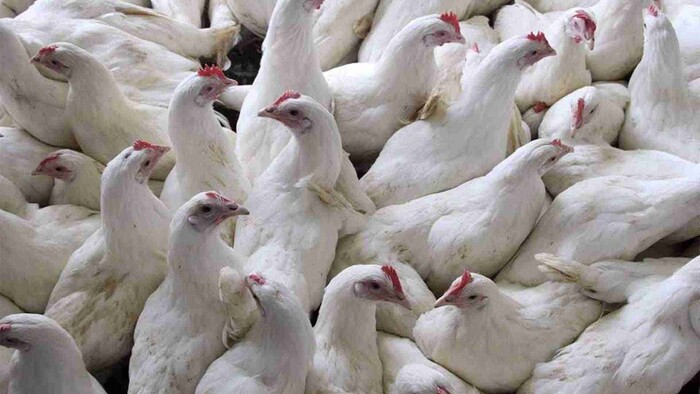 Mueren 2 mil gallinas por altas temperaturas en Yucatán