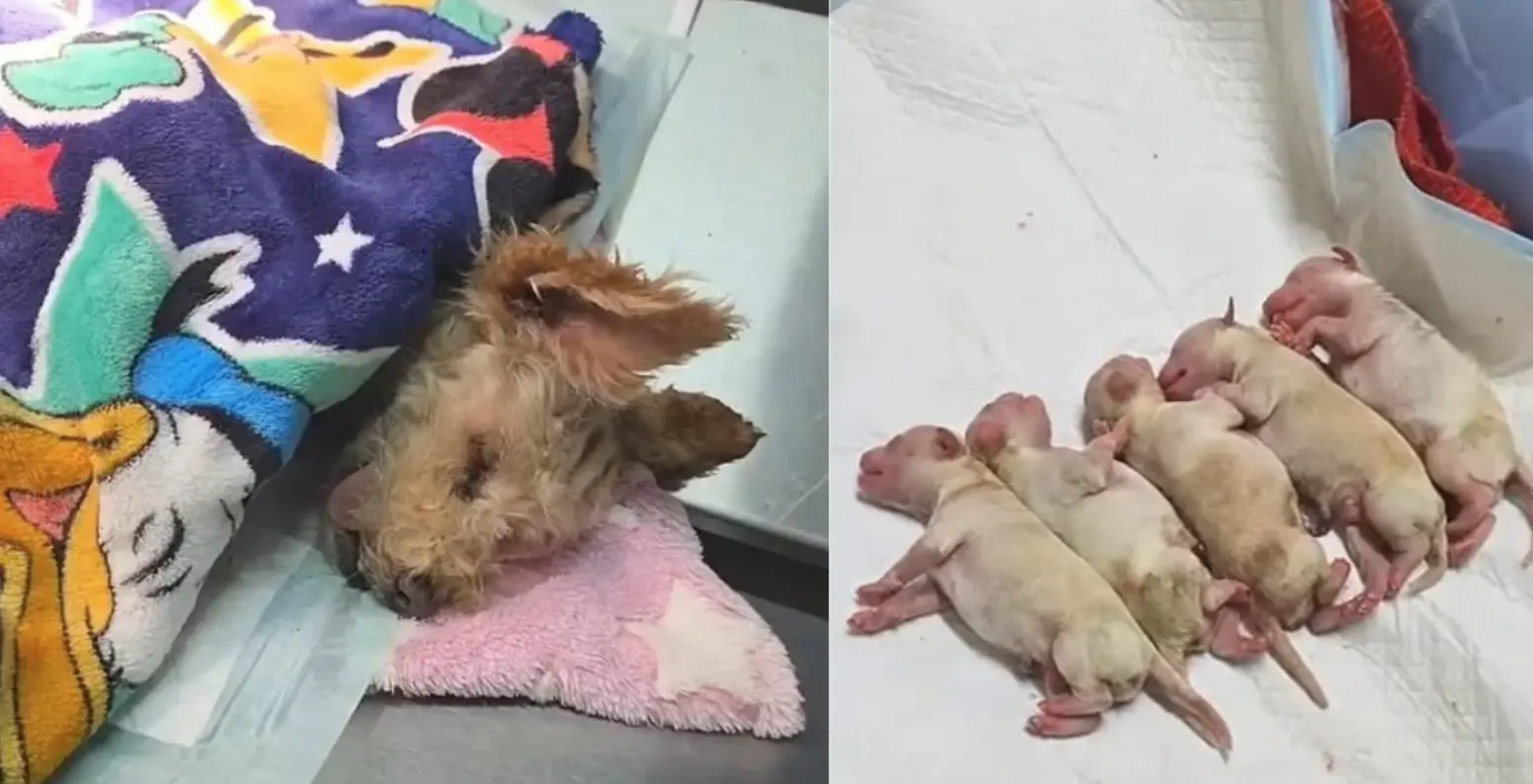 Mueren tres de los cinco cachorros de “Cereza”, la perrita rescatada tras explosión en Iztapalapa