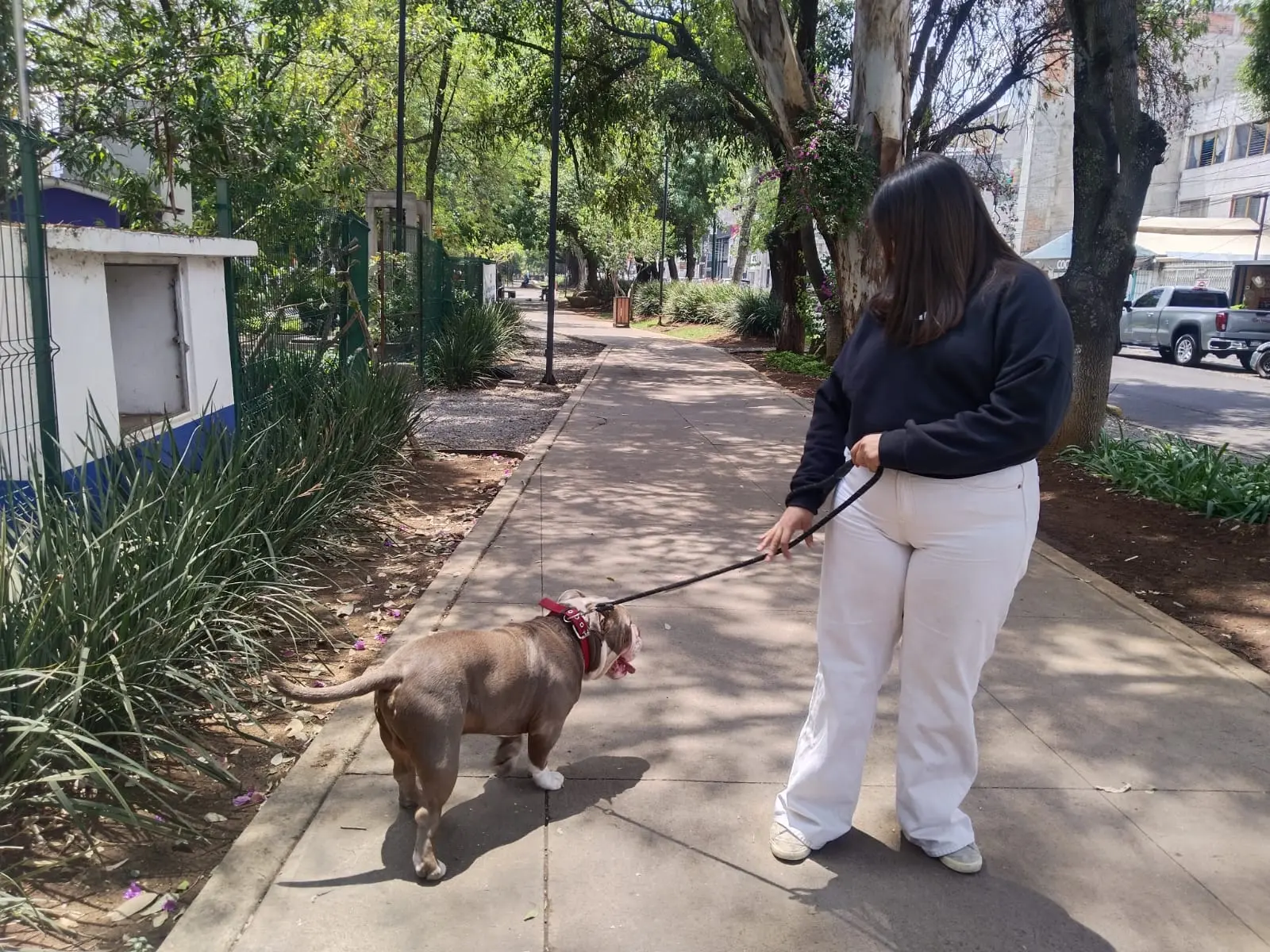 Multas de hasta 50 mil pesos por maltrato animal genera opiniones en Morelia