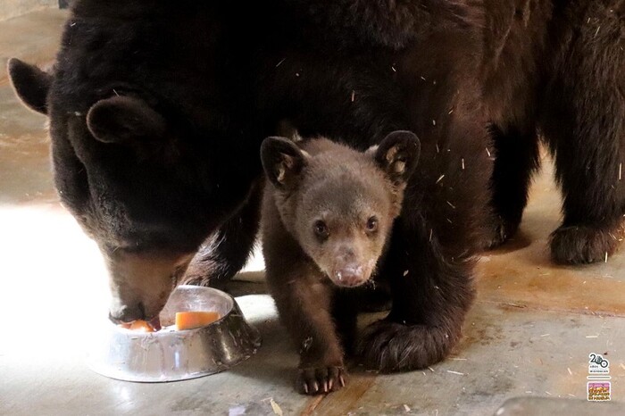 Nace cría de oso negro en el Zoológico de Morelia