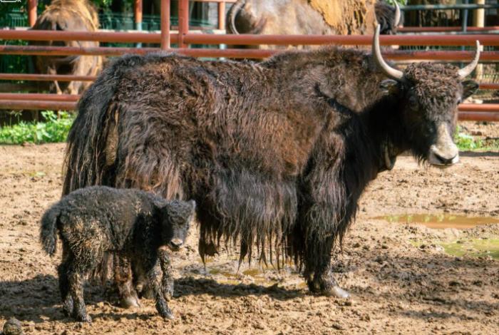 Nace el segundo Yak en la historia del Zoológico de Morelia; prevén más de 50 nuevos ejemplares